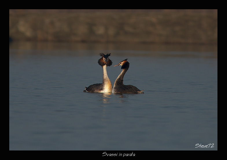 Svassi Podiceps cristatus  in parata