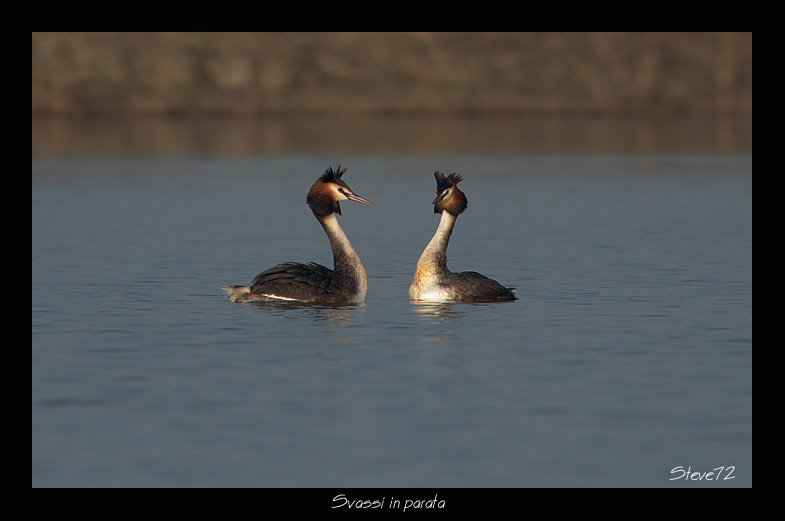 Svassi Podiceps cristatus  in parata