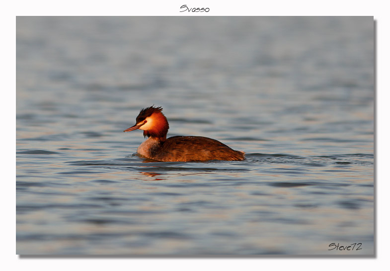 Svasso maggiore - Podiceps cristatus