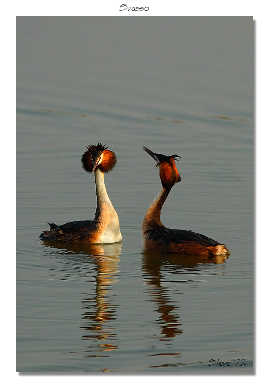 Svassi Podiceps cristatus  in parata