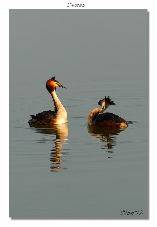 Svassi Podiceps cristatus  in parata