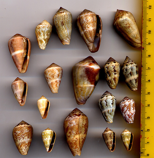 Conus mediterraneus