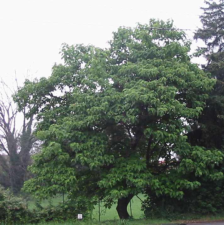 Paulownia tomentosa (Lamiales - Paulowniaceae)