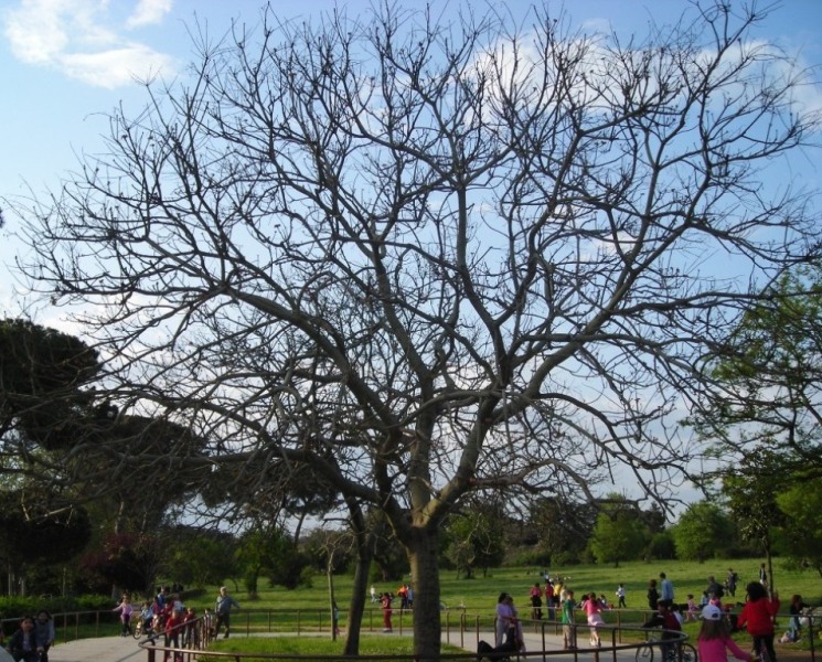 Senza foto: che albero potrebbe essere?