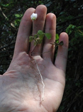 Oxalis acetosella / Acetosella dei boschi