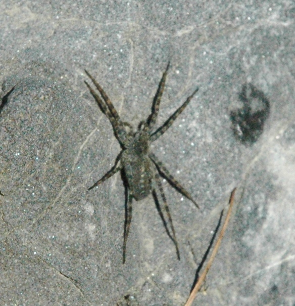 Arctosa sp.