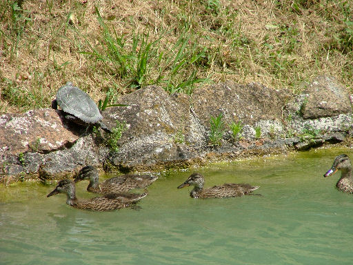 Tartaruga dalle orecchie rosse - Trachemys scripta