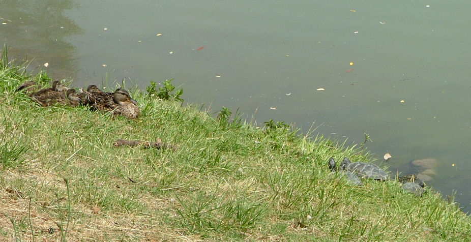 Tartaruga dalle orecchie rosse - Trachemys scripta