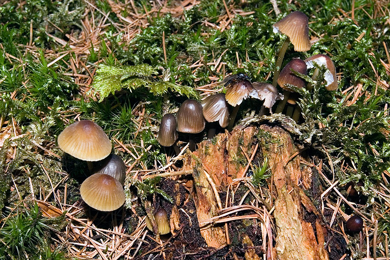 Mycena stipata ?