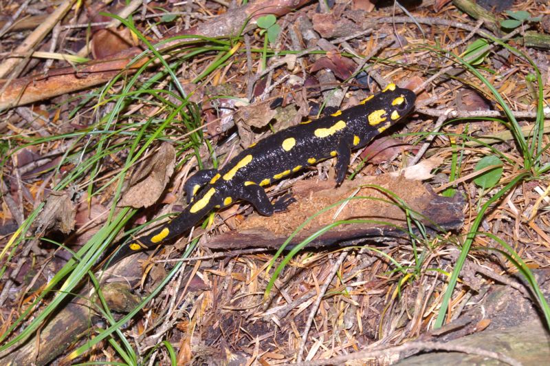 Salamandra salamandra