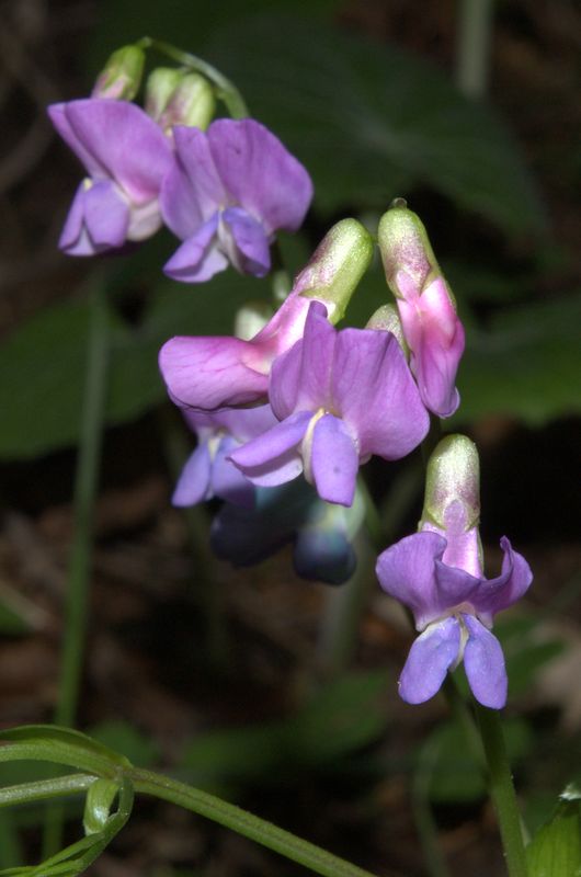 Lathyrus vernus / Cicerchia primaticcia