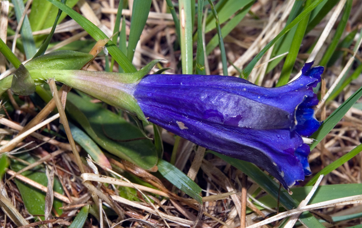 Gentiana acaulis (=kochiana) / Genziana di Koch