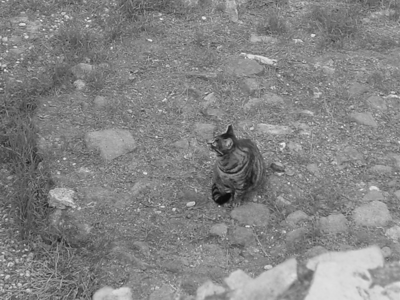 monumenti di Roma, gatti al sole d'' Ottobre