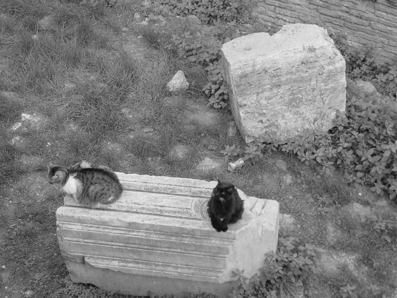 monumenti di Roma, gatti al sole d'' Ottobre