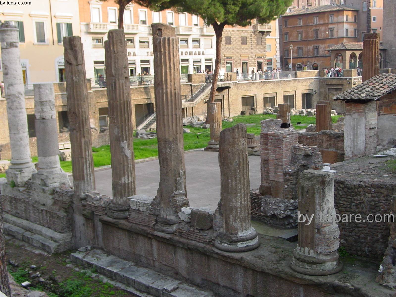 monumenti di Roma, gatti al sole d'' Ottobre