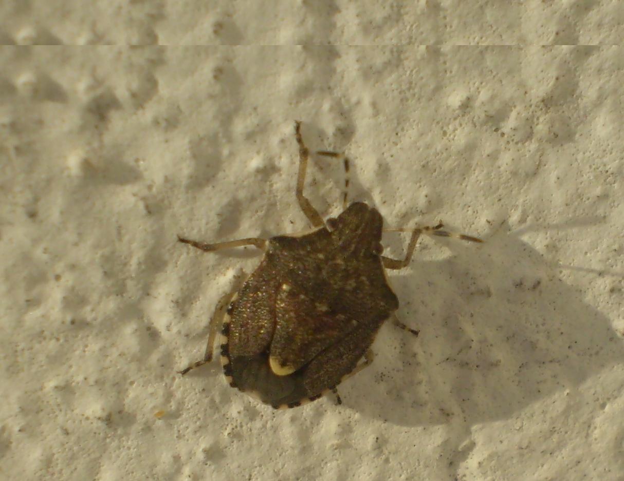 Pentatomidae: Holcostethus albipes