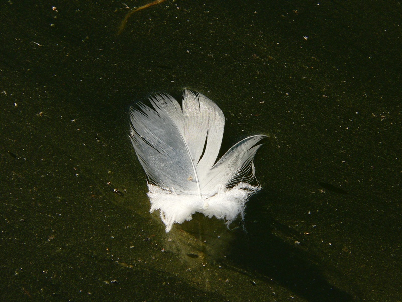 Natura morta - quadri d''autore