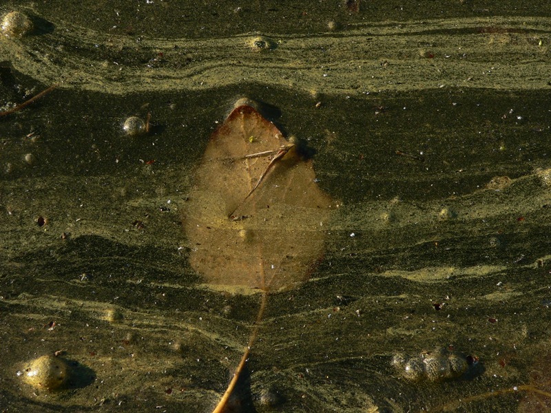 Natura morta - quadri d''autore