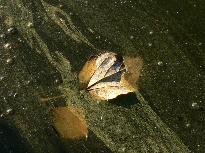 Natura morta - quadri d''autore