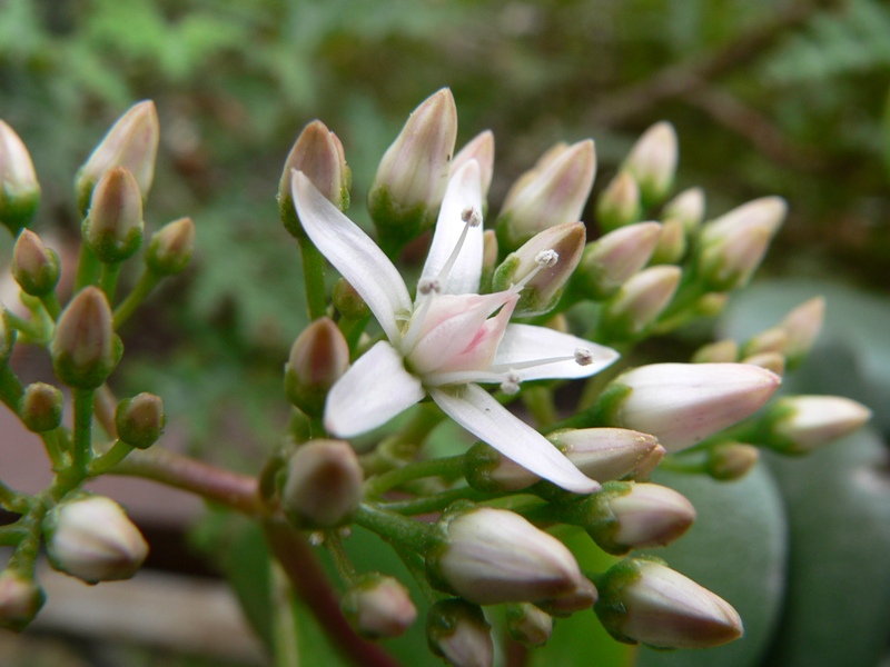 Crassula ovata / Crassula ovata