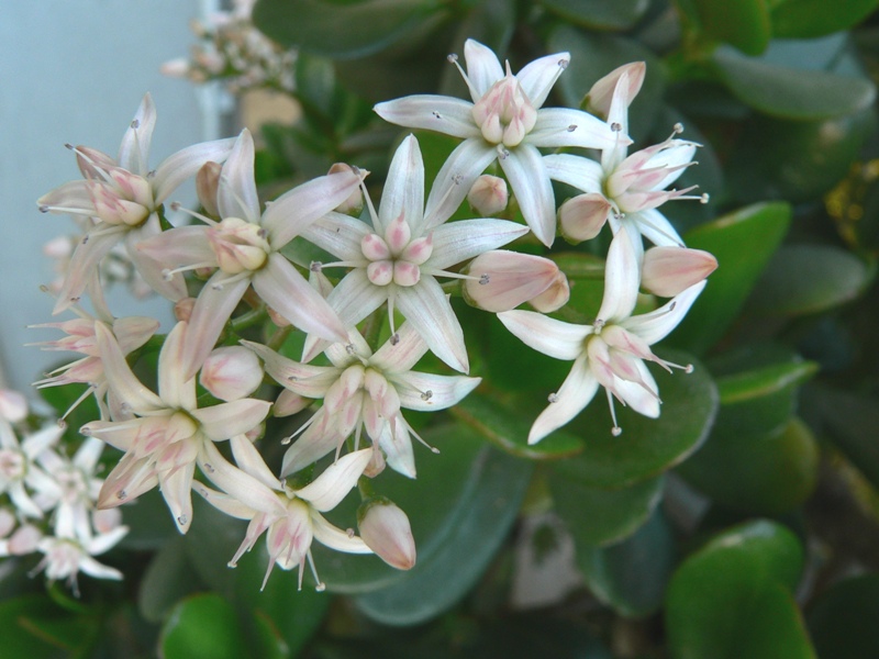 Crassula ovata / Crassula ovata