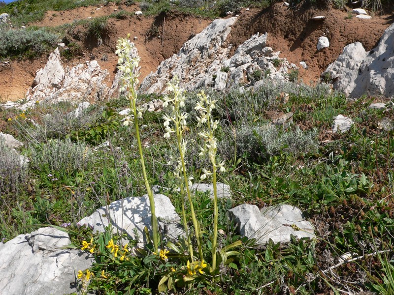 orchis provincialis