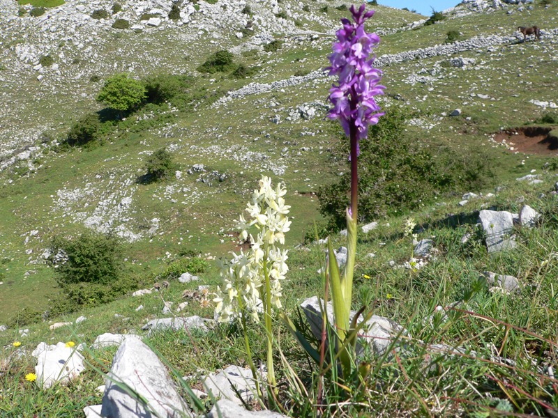 orchis provincialis