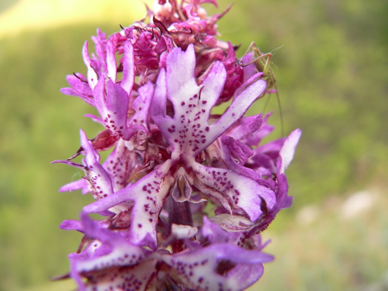 lusus di orchis purpurea