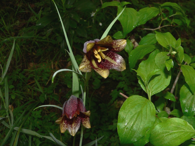 Fritillaria montana (= F. tenella) / Meleagride minore