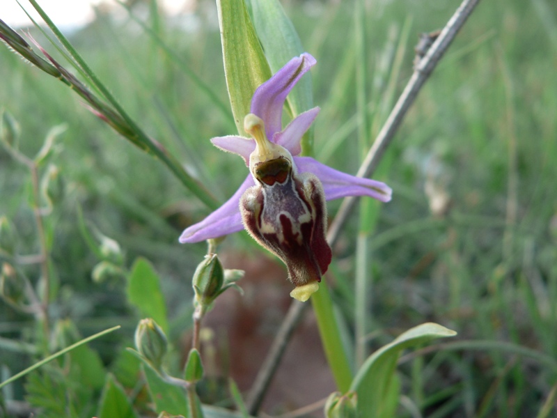 Ophrys fuciflora:  che strane !!!