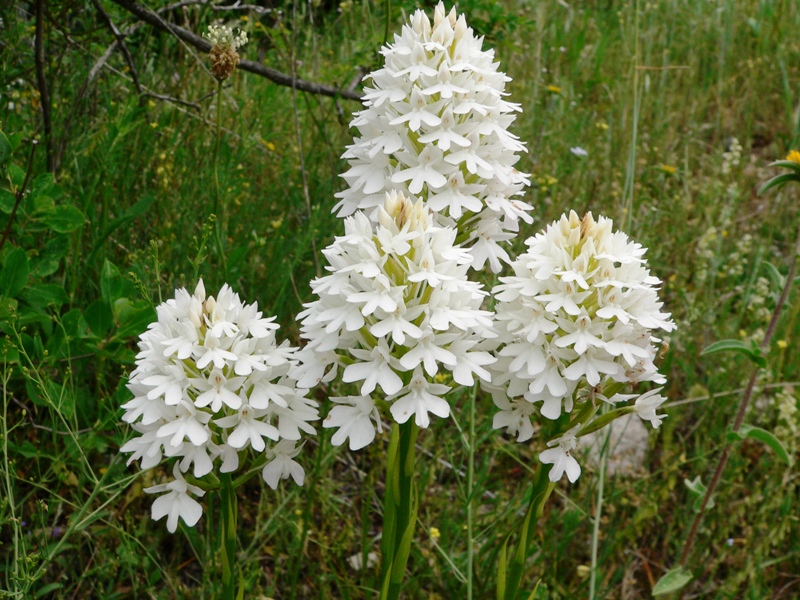 Anacamptis pyramidalis / Orchidea piramidale  (apocromia)