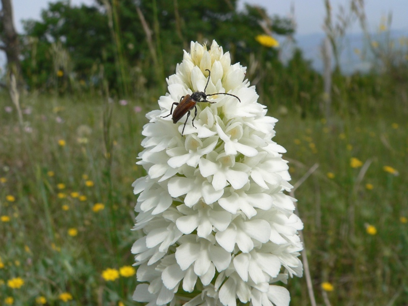 Anacamptis pyramidalis / Orchidea piramidale  (apocromia)