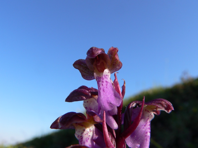 Orchis spitzelii / Orchide di Spitzel