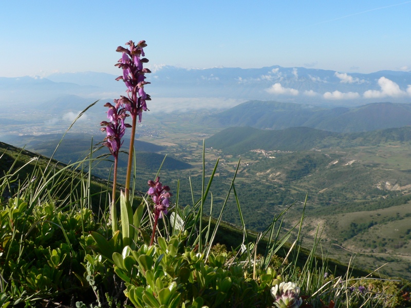 Orchis spitzelii / Orchide di Spitzel