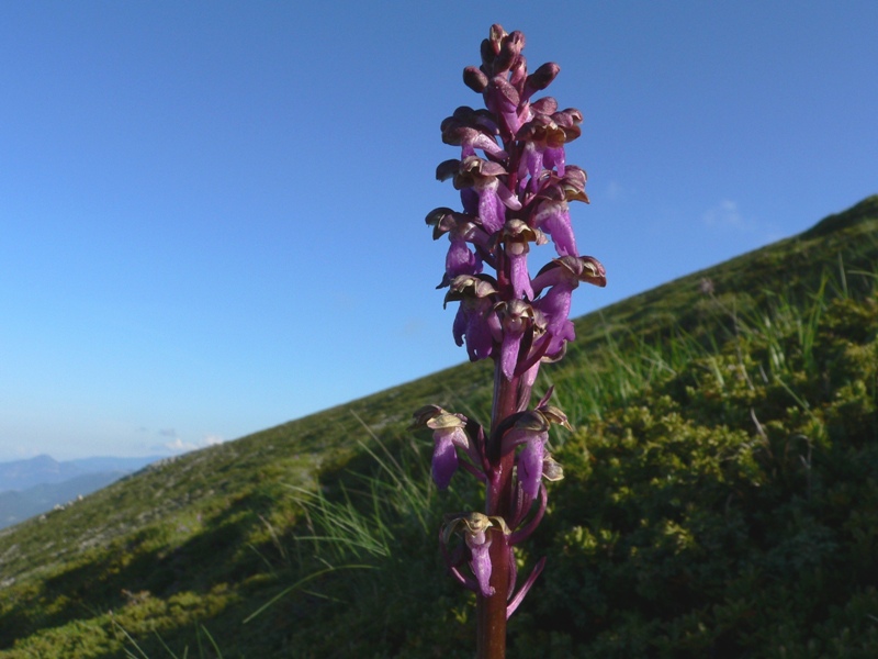 Orchis spitzelii / Orchide di Spitzel