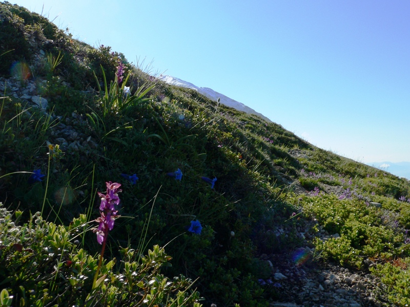 Orchis spitzelii / Orchide di Spitzel