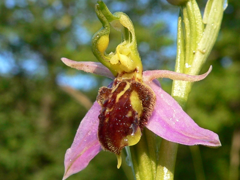 Ophrys apifera botteronii