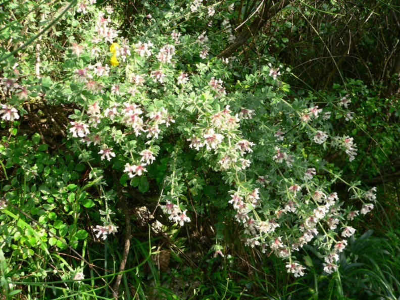 Lotus hirsutus (=Dorycnium hirsutum) / Trifoglino irsuto