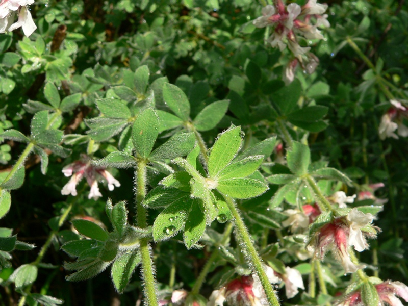 Lotus hirsutus (=Dorycnium hirsutum) / Trifoglino irsuto