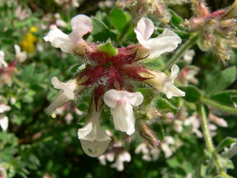 Lotus hirsutus (=Dorycnium hirsutum) / Trifoglino irsuto