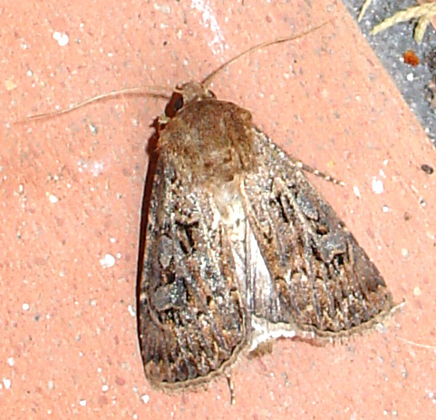 Falena da determinare - Agrotis crassa