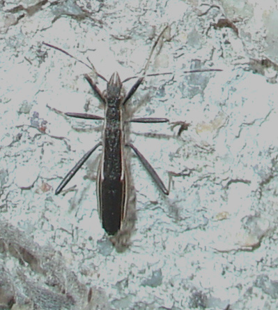 Micrelytra fossularum (Heteroptera Alydidae)