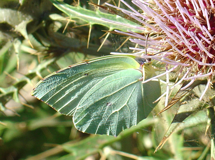 Gonepteryx cleopatra