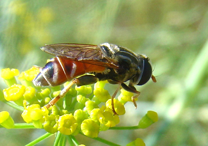 Dittero syirphidae: Merodon sp