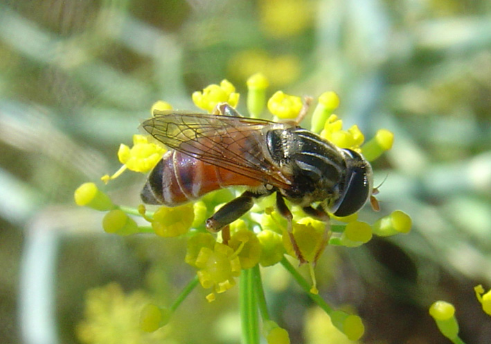 Dittero syirphidae: Merodon sp