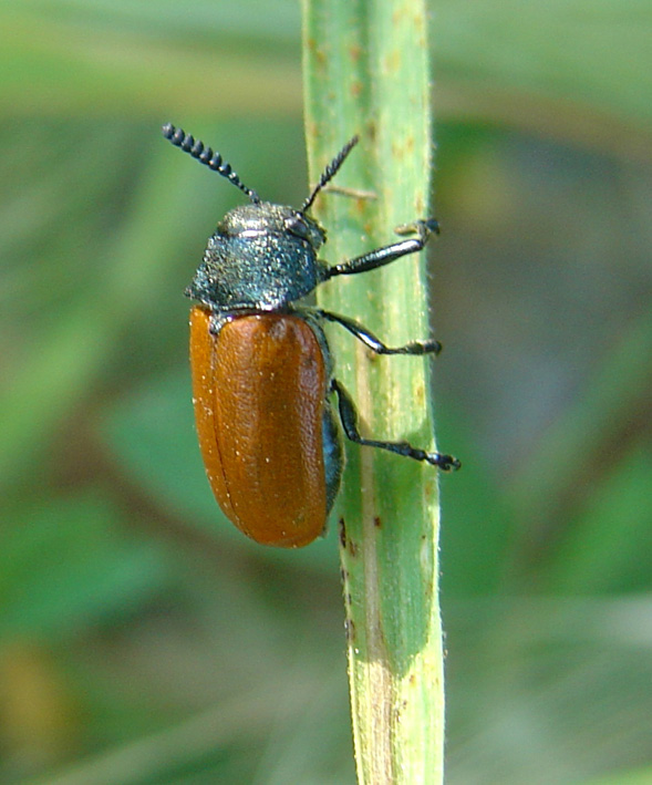 Labidostomis (Labidostomis) taxicornis