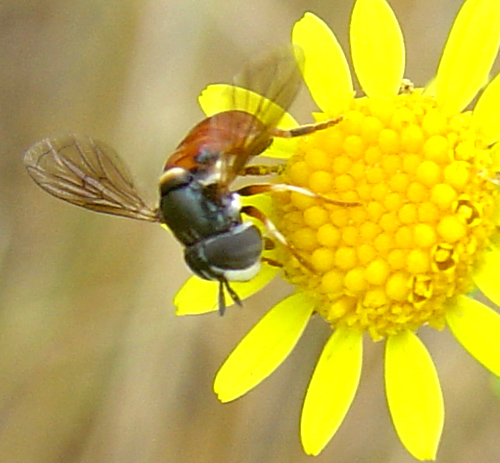 Ditteri syirphidae: Paragus sp.