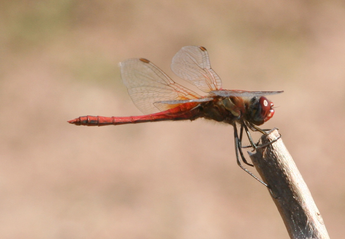 Libellule di campo