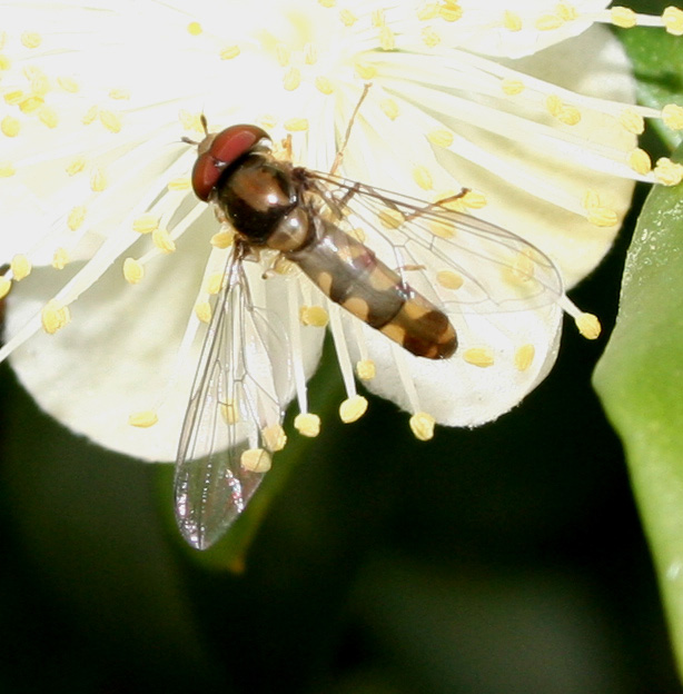 Episyrphus (Meliscaeva) auricollis: Dittero Syrphidae.