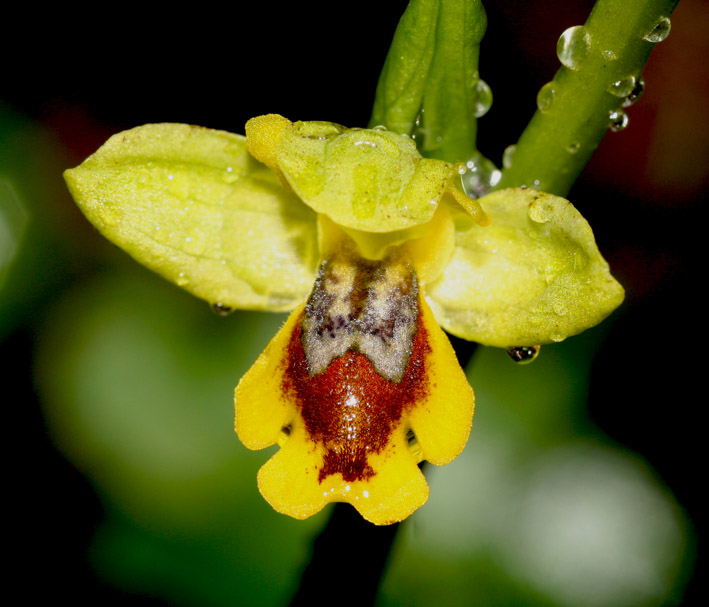 Ophrys sicula / Orchidea della Sicilia